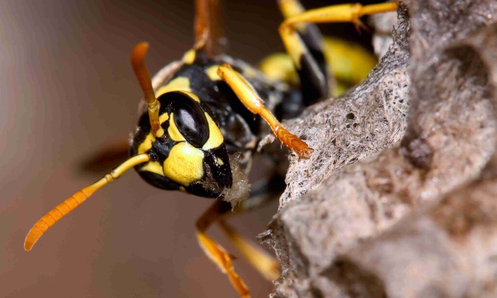 Wasp Nest In Rain Gutter